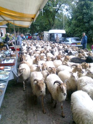 Huurkraam.nl-Exloo-schapen-op-de-markt.jpg